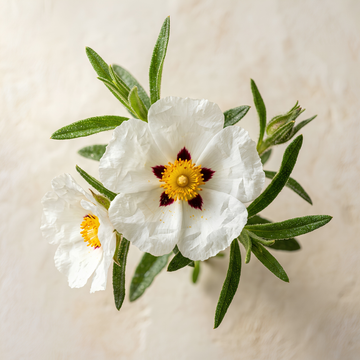 Cistus Essential Oil