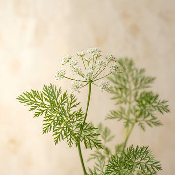 Caraway Essential Oil