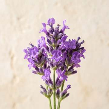 Lavender Essential Oil