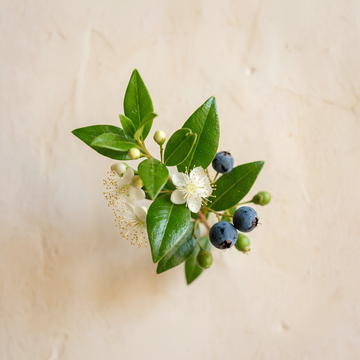 Myrtle Essential Oil