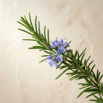 Rosemary Essential Oil