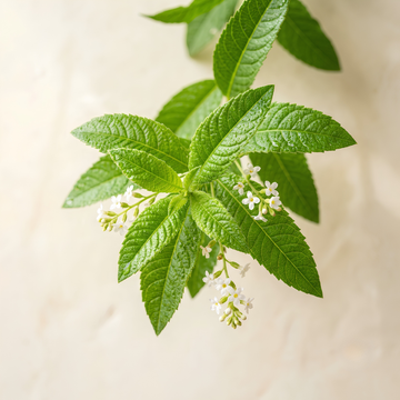 Verbena Essential Oil