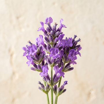 Lavender Water