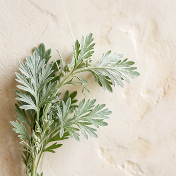 Wormwood Essential Oil