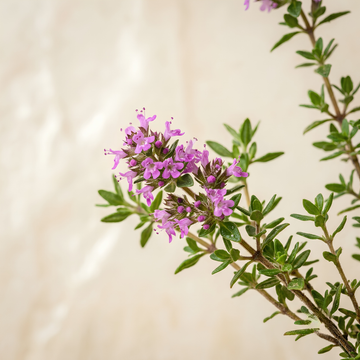 Thyme Essential Oil