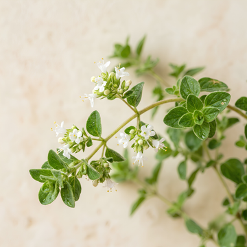 Oregano Essential Oil
